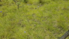 Tigridia longispatha