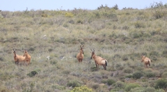 Alcelaphus buselaphus caama