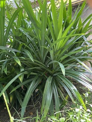 Pandanus amaryllifolius