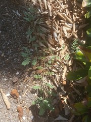 Tribulus terrestris