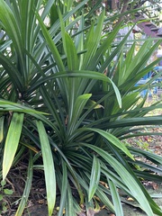 Pandanus amaryllifolius