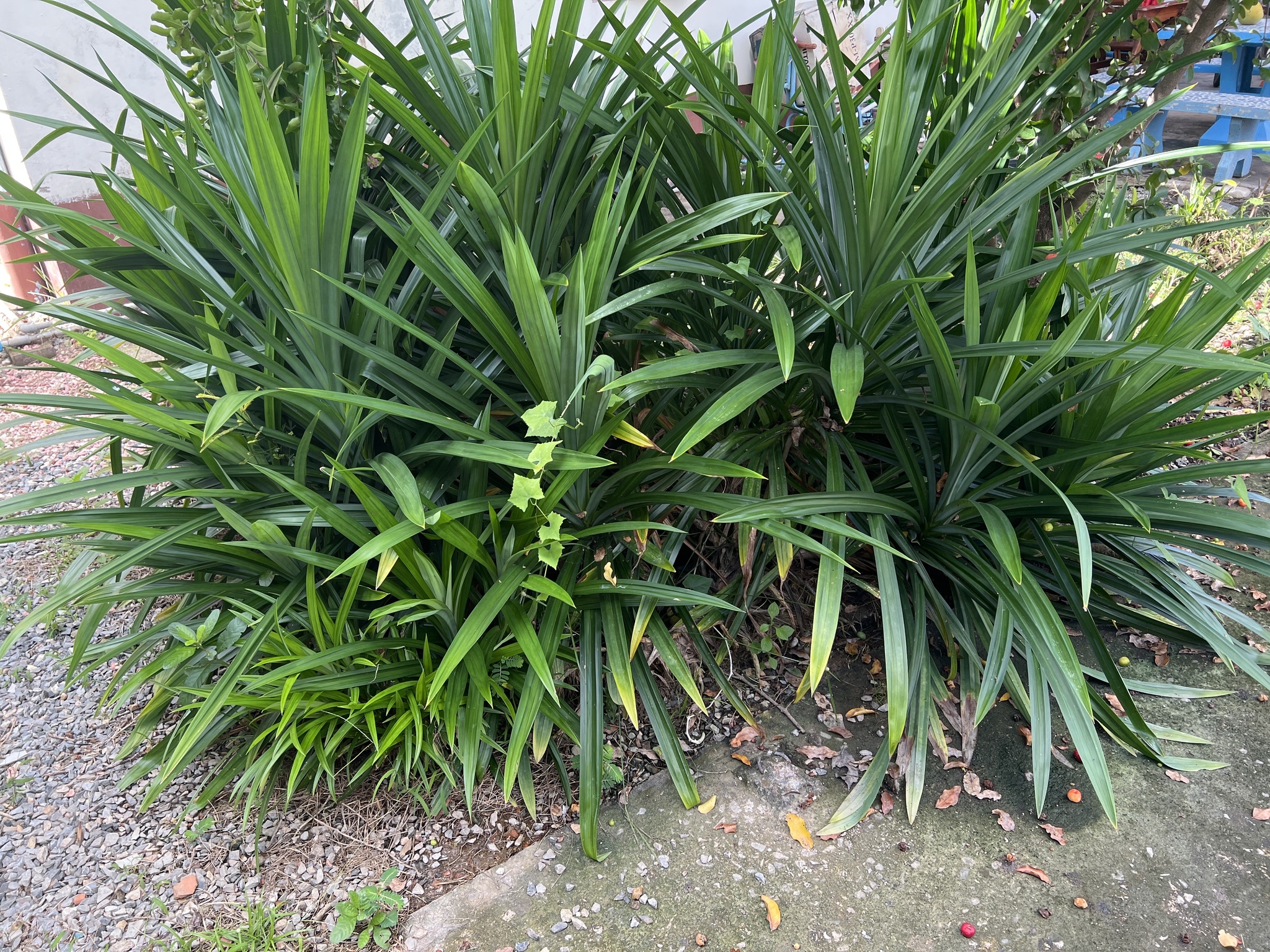 Pandanus Amaryllifolius Roxb. Ex Lindl.