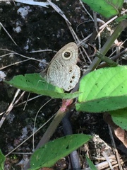 Ypthima baldus newboldi