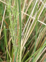 Poa labillardierei labillardierei