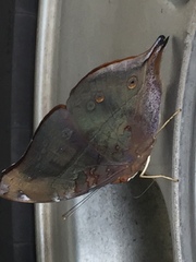 Doleschallia bisaltide pratipa