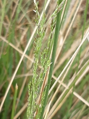 Poa labillardierei labillardierei