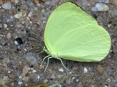 Gandaca harina distanti