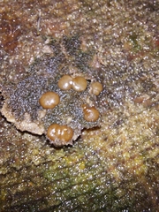 Adelphella babingtonii