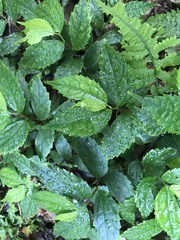 Elatostema cyrtandrifolium