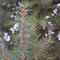 Picea sitchensis