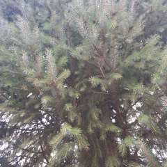 Picea sitchensis