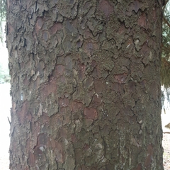 Picea sitchensis