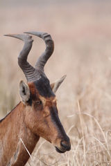 Alcelaphus buselaphus caama