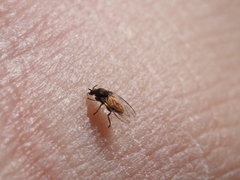 Simuliidae