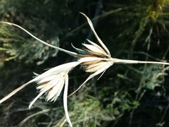 Themeda triandra