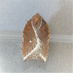 Arachnographa micrastrella