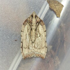 Arachnographa micrastrella