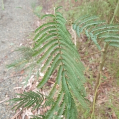 Acacia mearnsii
