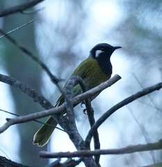 Nesoptilotis leucotis