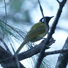 Nesoptilotis leucotis