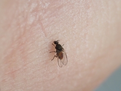 Simuliidae