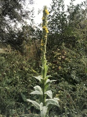 Verbascum densiflorum