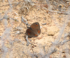 Pseudonympha trimenii