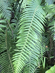 Sphaerostephanos taiwanensis