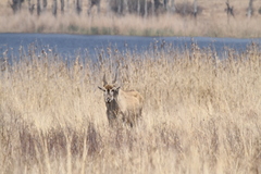 Tragelaphus oryx oryx