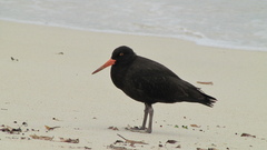Haematopus fuliginosus