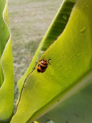 Chrysomelidae