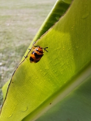 Chrysomelidae