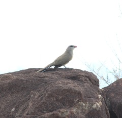 Taccocua leschenaultii