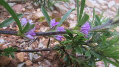 Psoralea bolusii