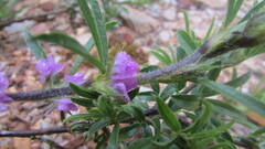 Psoralea bolusii