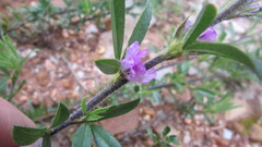 Psoralea bolusii