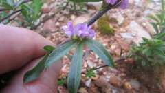 Psoralea bolusii