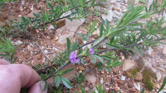 Psoralea bolusii