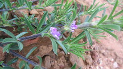 Psoralea bolusii