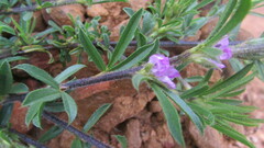 Psoralea bolusii