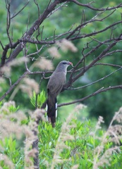 Taccocua leschenaultii