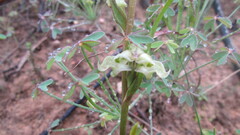 Disperis circumflexa
