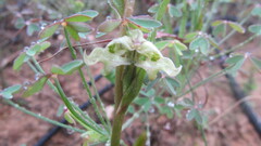 Disperis circumflexa