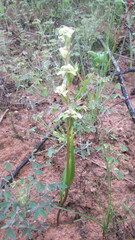 Disperis circumflexa