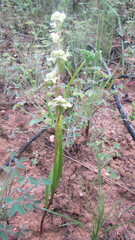 Disperis circumflexa