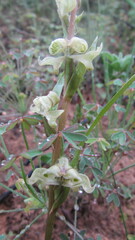 Disperis circumflexa