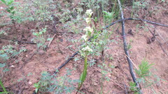 Disperis circumflexa