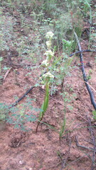 Disperis circumflexa