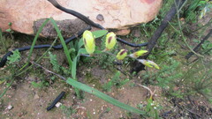 Sparaxis grandiflora acutiloba