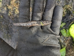 Cobitis taenia